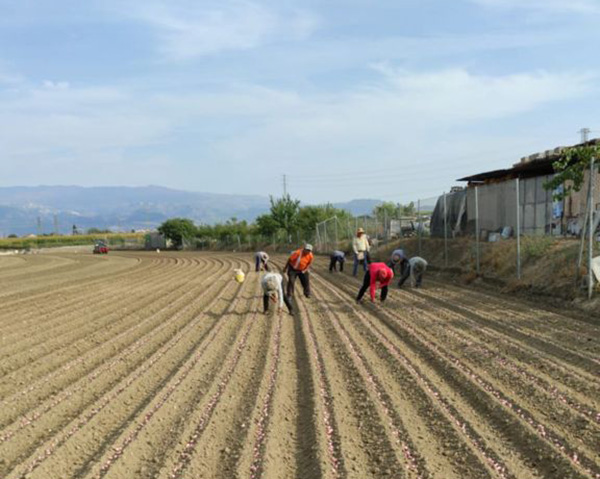 ajos rimar-destacado